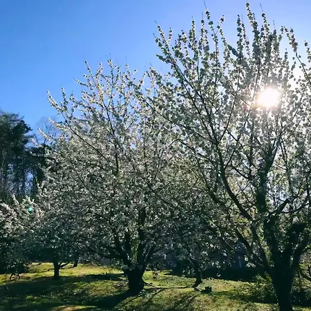 Les De Pétrocoriis - Périgueux * Boulazac Isle Manoire