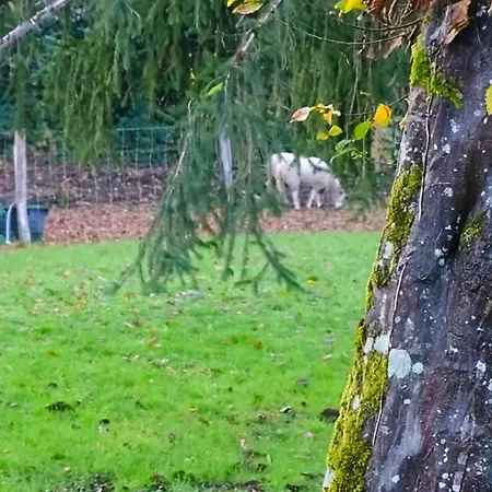 Les De Petrocoriis - Perigueux Boulazac Isle Manoire