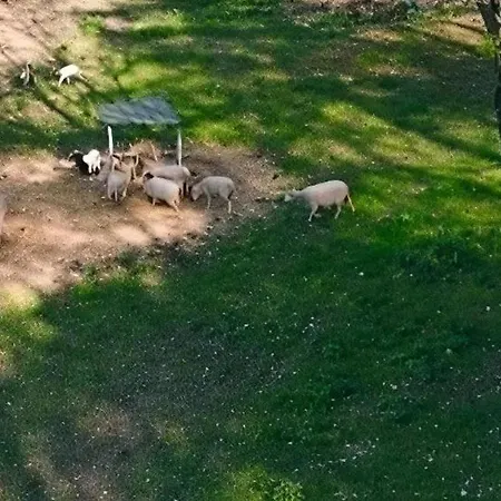 Les De Petrocoriis - Perigueux Boulazac Isle Manoire