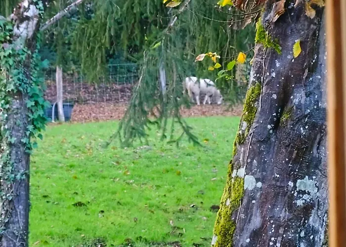 Les De Petrocoriis - Perigueux Boulazac Isle Manoire