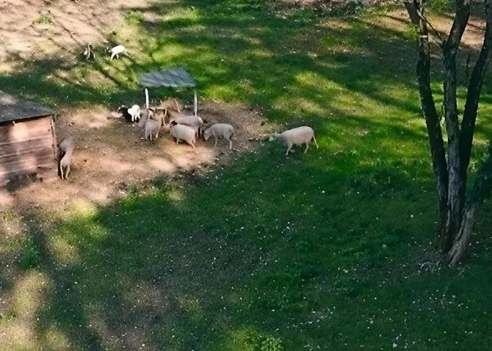 Les De Petrocoriis - Perigueux Boulazac Isle Manoire